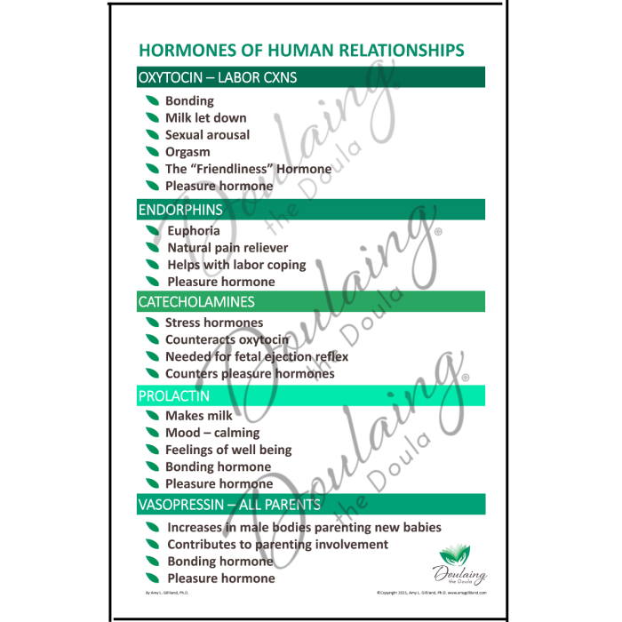 Hormones of Human Relationships - png